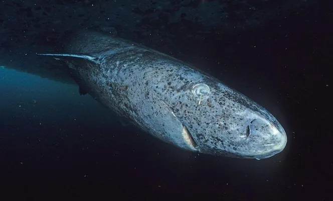 Гренландские акулы обладают уникальным зрением – они видят в темноте более ста лет