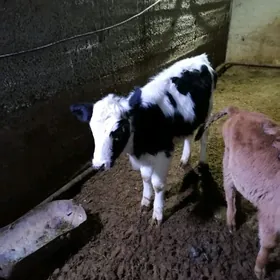 Golştin tūve õkūz