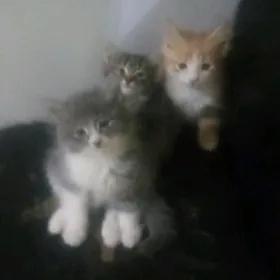 домашние котята 1 месяц