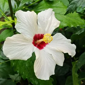 Китайская роза