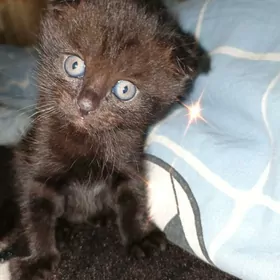 вислоухий котенок