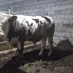 Arassa simental 1 yas 6 ay