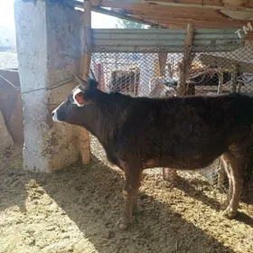 швет парода окўз