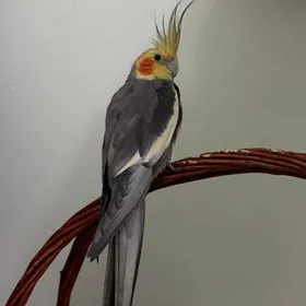 Попугай корелла