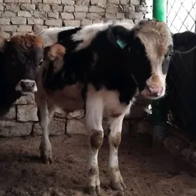 GALÎŞTEY OĶÜZ ARASSA OZI