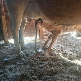 Golelı sygyr 14 guzady