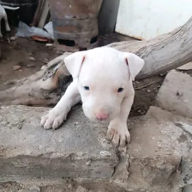 амстаф пидбул