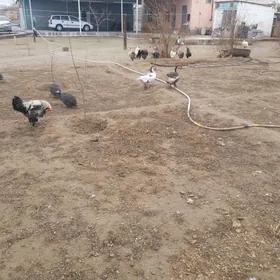 bırama horaz makı sısarka