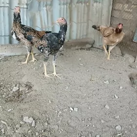 байес макилер