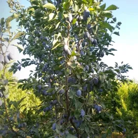 miweli baglar  saplan