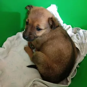 Пристраивается