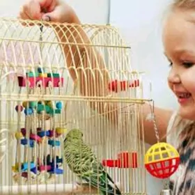 popugay setka papugay