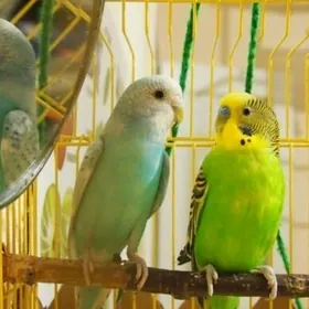 popugay papkay volnisty