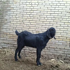 Пакистан теке