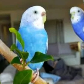 popugay kletka papugay