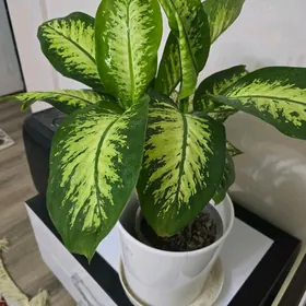 Деффенбахия большая