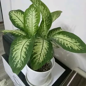 Деффенбахия