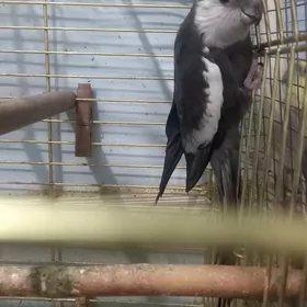 попугай карэлла