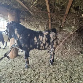 Пакис тан теке