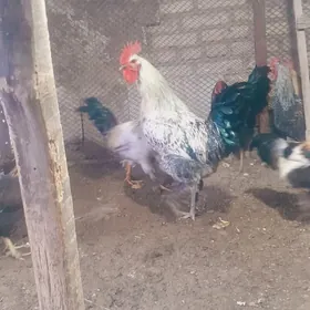 Turkmen horaz parodny