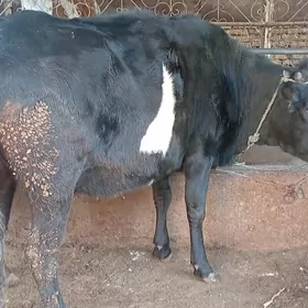 corny pyostyr bogaz gunajyn