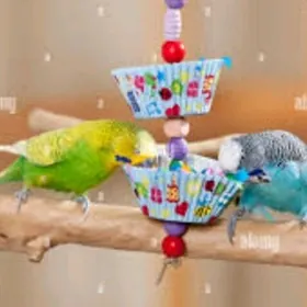 volnisdy popugay gus