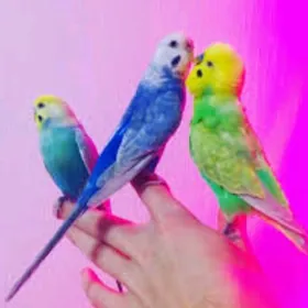 popugay gus komplekt gu