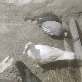 ordek indeutga sizarka