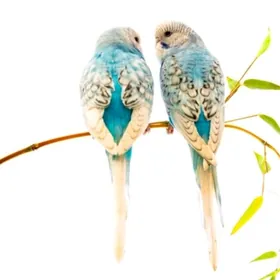 toty gus popugay vol