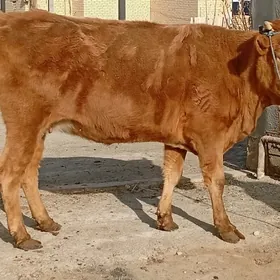 Burlatyn yetik bogaz sygyr