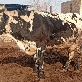 gara ala sygyr 8 ayylyk bogaz