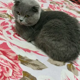 Кот на вязку