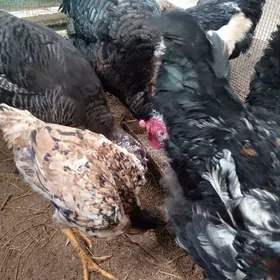 Гигант Броллер Товуклар