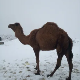 ой хайванлары