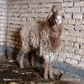 Goc goyun guzy 3 sanak