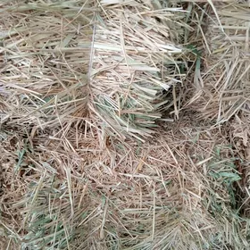 Саман гамышлы