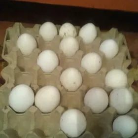 индук.юмуртга