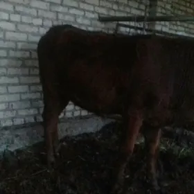 ýetik Bogaz Burlat sygyr