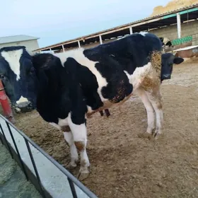 1yas 7aylyk şwes tohum okuz