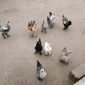 bırama horoz makı gus sısarka