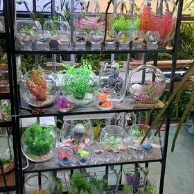 настольные аквариумы