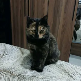 Пушистый Котёнок подросток