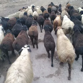 гисар токлулар