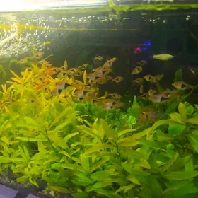 мирные рыбки