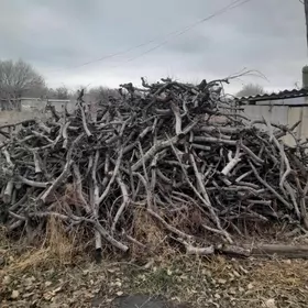 Almaň töňňesi we erigiňkem bar