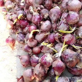 sogan jüjelere üçin