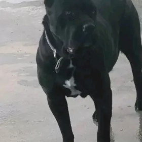 Щенки Кане Корсо