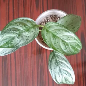 аглонема цветы