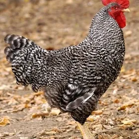 Horaz DOMINANT D-959