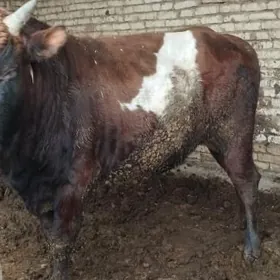 okuz gulajyn bakylan